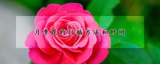 月季花的扦插方法和时间,第1图