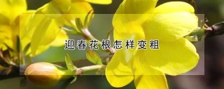 迎春花根怎样变粗,第1图