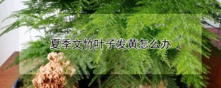 夏季文竹叶子发黄怎么办,第1图