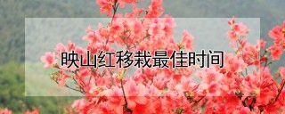 映山红移栽最佳时间,第1图