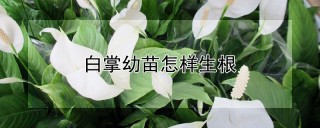 白掌幼苗怎样生根,第1图