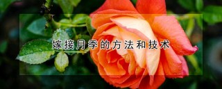 嫁接月季的方法和技术,第1图