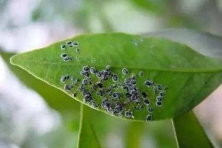 茶花病虫害有哪些，茶花的主要虫害及其防治,第4图