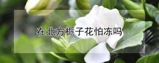 在北方栀子花怕冻吗,第1图