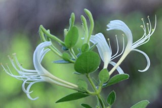 盆栽金银花如何矮化，通过修剪以及药物进行控制,第4图