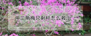 三角梅只剩杆怎么救治,第1图