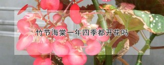 竹节海棠一年四季都开花吗,第1图