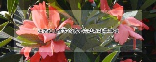 杜鹃红山茶花的养殖方法和注意事项,第1图