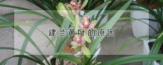 建兰黄叶的原因,第1图