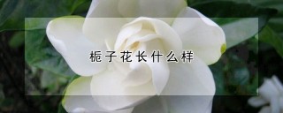 栀子花长什么样,第1图