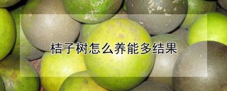 桔子树怎么养能多结果,第1图