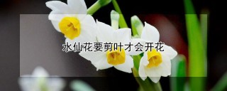 水仙花要剪叶才会开花,第1图