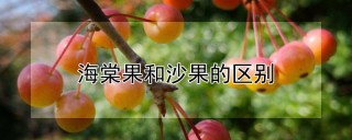 海棠果和沙果的区别,第1图