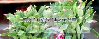 蟹爪兰有花苞了怎么养冬季,第1图