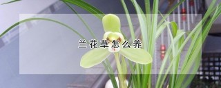 兰花草怎么养,第1图