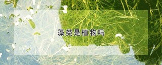 藻类是植物吗,第1图