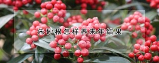 朱砂根怎样养来年结果,第1图