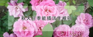 秋天月季能插活生根吗,第1图