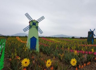 芦荟花期多长，芦荟花期在每年3-5月,第7图