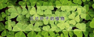 三片叶子的植物,第1图