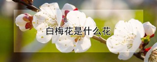 白梅花是什么花,第1图