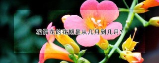 凌霄花的花期是从几月到几月?,第1图