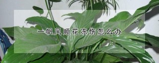 一帆风顺花冻伤怎么办,第1图