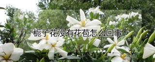 栀子花没有花苞怎么回事,第1图