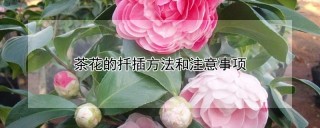 茶花的扦插方法和注意事项,第1图