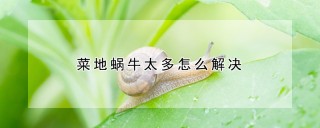 菜地蜗牛太多怎么解决,第1图