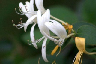 金银花种植方法及时间,第3图