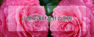 山茶花落叶是什么原因,第1图