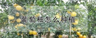 葡萄柚怎么种植,第1图