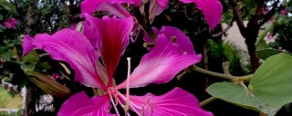 紫荆花花蕊是什么颜色,第1图