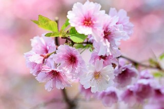 樱花树的养殖方法，养好樱花树必须做好以下5点,第5图