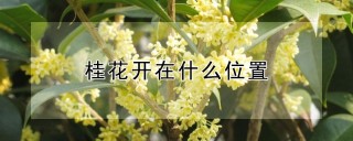 桂花开在什么位置,第1图