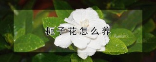 枙子花怎么养,第1图