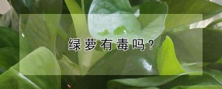 绿萝有毒吗?,第1图