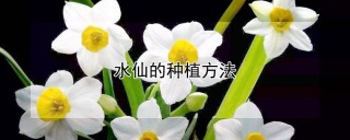 水仙的种植方法,第1图