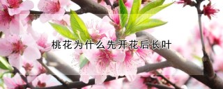 桃花为什么先开花后长叶,第1图