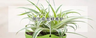 吊兰花怎样养护,第1图