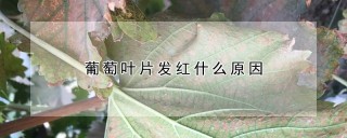 葡萄叶片发红什么原因,第1图