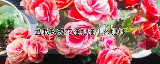 盆栽玫瑰花施肥施什么肥料,第1图