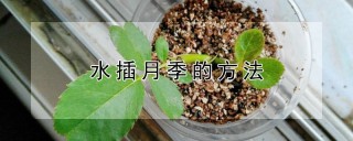 水插月季的方法,第1图