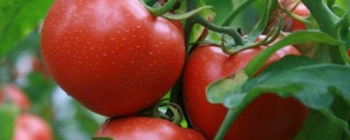 西红柿怎么挑,第1图