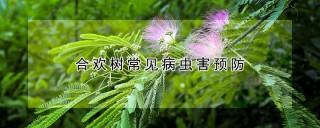 合欢树常见病虫害预防,第1图