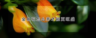 金鱼花怎么养才能更旺盛,第1图