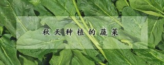 秋天种植的蔬菜,第1图