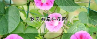 秋天有牵牛花吗,第1图