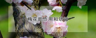 梅花的作用和功效,第1图